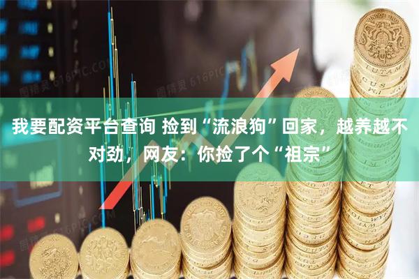 我要配资平台查询 捡到“流浪狗”回家，越养越不对劲，网友：你捡了个“祖宗”