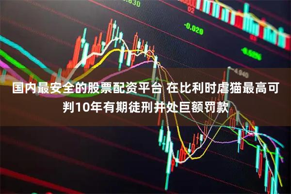 国内最安全的股票配资平台 在比利时虐猫最高可判10年有期徒刑并处巨额罚款